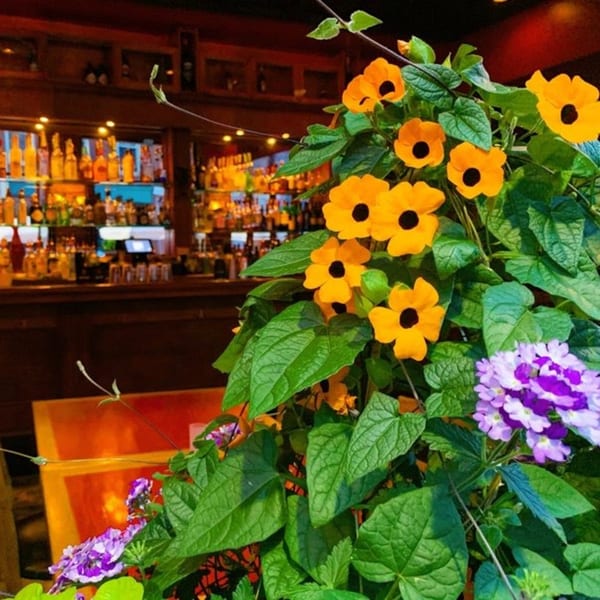 Vibrant orange and purple flowers in the foreground, with a softly lit bar and liquor bottles in the background.